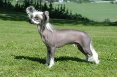 Chinesischer Schopfhund - Chinese Crested Dog